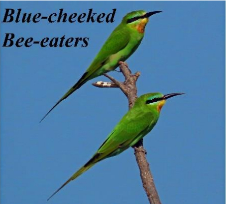 Blue-cheeked, Bee-eaters